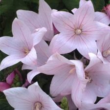 Astra Pink Balloon Flower plants for sale Utica NY