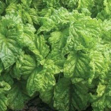 mammoth-lettuce-leaf-basil-plants-for-sale
