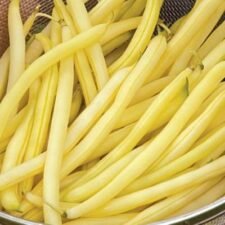 Gold Mine Bean plants for sale-Utica NY