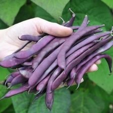 purple-peacock-pole-bean-plants-for-sale