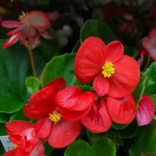sprint-red-begonia-plants-for-sale-utica-ny