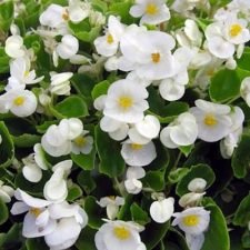 sprint-white-begonia-plants-for-sale-utica-ny