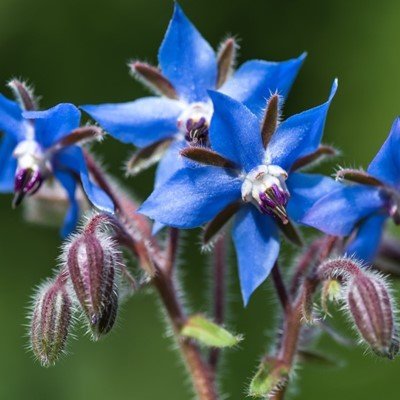 borage-plants-for-sale