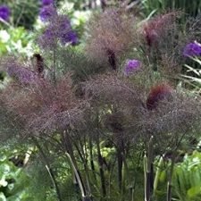 bronze-fennel-plants-for-sale