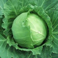 brunswick-cabbage-plants-for-sale-utica-ny