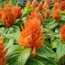 fresh-look-orange-celosia-plants-for-sale