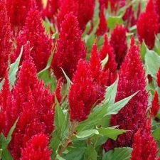 fresh-look-red-celosia-plants-for-sale-utica-ny