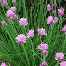 chive-plants-for-sale
