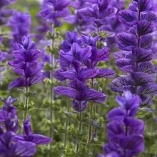 heirloom-blue-monday-clary-sage-plants-for-sale