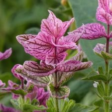 pink-sunday-clary-sage-plants-for-sale