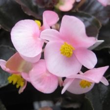cocktail-brandy-begonia-plants-for-sale