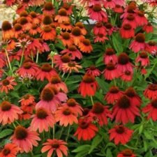 Artisan Red Ombre Echinacea Coneflower plants for sale Utica NY