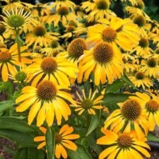 Coneflower 'PollyNation Yellow'