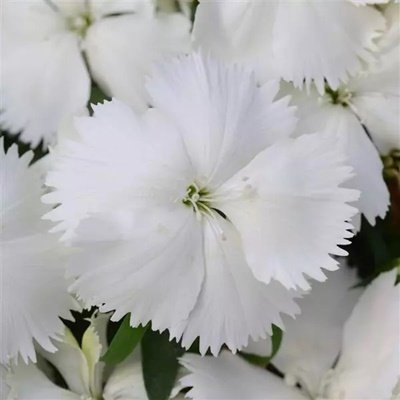 dianthus-ideal-select-white-plants-for-sale-Utica, NY