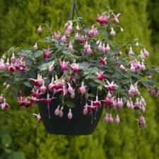Paula Jane Fuchsia Hanging Basket for sale_Utica NY