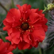 Geum 'Double Bloody Mary'