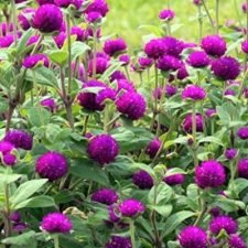 globe-amaranth-las-vegas-purple plants for sale Utica, NY