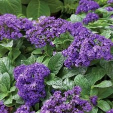 Marino Blue Heliotrope plants for sale Utica, NY