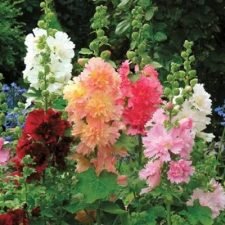 Queeny mix hollyhock plants for sale near Utica, NY