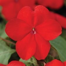 impreza-red-impatiens-plants-for-sale