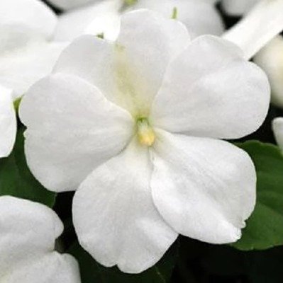 white-impatiens-plants-for-sale-utica-ny