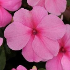 pink-impatiens-plants-for-sale