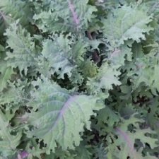 red-russian-kale-plants-for-sale