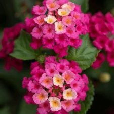 lantana-bandolero-lychee-plants-for-sale-utica-NY