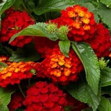 hot-blooded-red-lantana-plants-for-sale