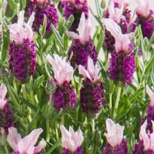 lavender-bandera-deep-rose lavandula plants for sale Utica, NY