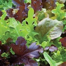 gourmet-mix-lettuce-plants-for-sale-utica-ny