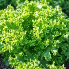 lettuce-green-ice-plants-for-sale-near-Utica, NY