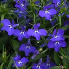 magadi-compact-dark-blue-lobelia-plants-for-sale