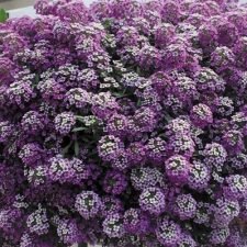 lavender-stream-lobularia-plants-for-sale