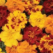 durango-outback-marigold-plants-for-sale
