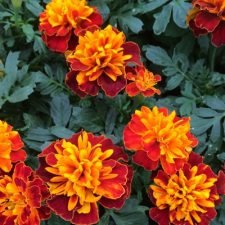 janie-harmony-marigold-plants-for-sale