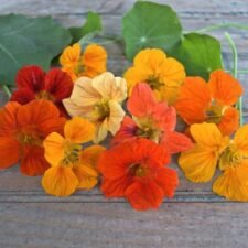 Baby Mix Nasturtium plants for sale_Utica NY