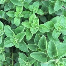 herb-italian-oregano-plants-for-sale
