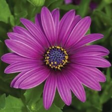 osteospermum_asti_purple-African-Daisy-plants-for-sale-near-Utica, NY