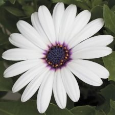 osteospermum_asti_white-African-daisy-plants-for-sale-near-Utica, NY