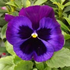 delta-neon-violet-pansy-plants-for-sale