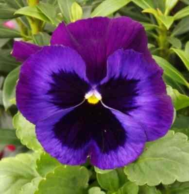 delta-neon-violet-pansy-plants-for-sale