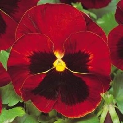 pansy-delta-red-blotch-plants-for-sale-Utica, NY