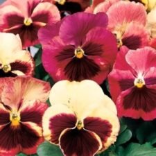 delta-tapestry-mix-pansy-plants-for-sale-Utica-NY