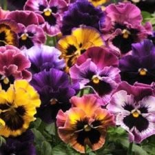 Frizzle-sizzle-mix-pansy-plants-for-sale-Utica, NY