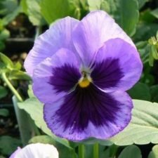 ocean-pansy-plants-for-sale