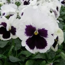 white-blotch-pansy-plants-for-sale-utica-ny