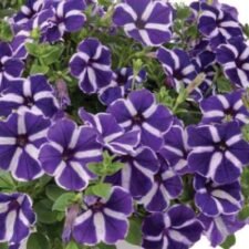 Cascadias Purple Gem Petunia hanging basket-Utica NY