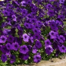 easy-wave-blue-petunia-plants-for-sale-utica-ny