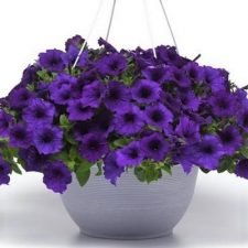 easy-wave-blue-petunia-hanging-basket-for-sale